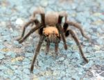 Tarantula